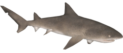 Lemon Shark
